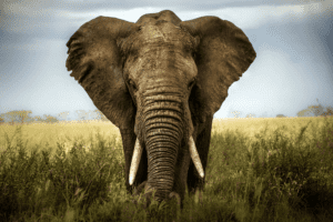 why do elephants flap their ears