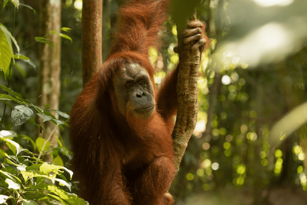 How Many Orangutans Are Left In The World? What Threats They Are Facing?