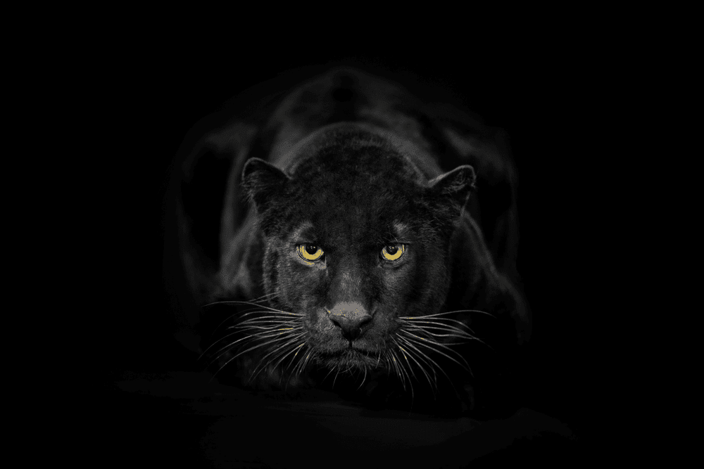 How Many Black Panthers Are Left In The World?