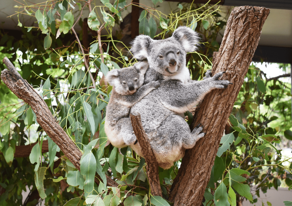 Are Koalas Endangered Animals