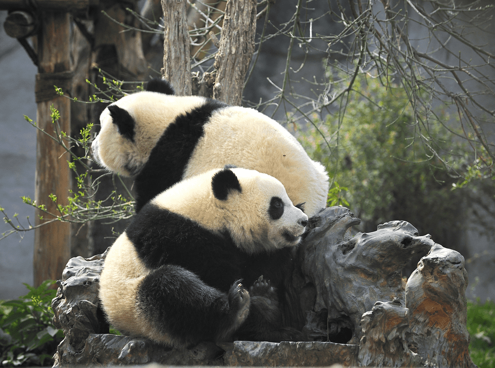 How Many Giant Pandas Are Left
