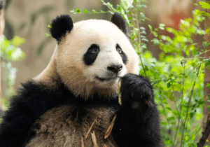 How Many Giant Pandas Are Left