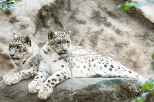 How many snow leopards are left in the world