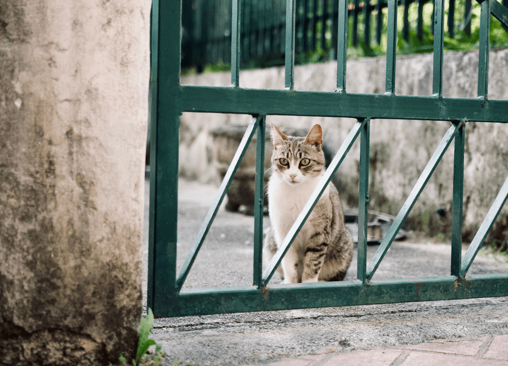 Why Cats Love Jumping Over The Fence
