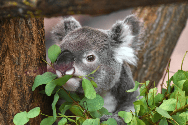 What Do Baby Koalas Eat