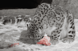What Do Snow Leopards Eat?