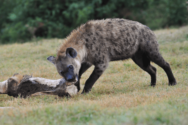 What Do Spotted Hyenas Eat