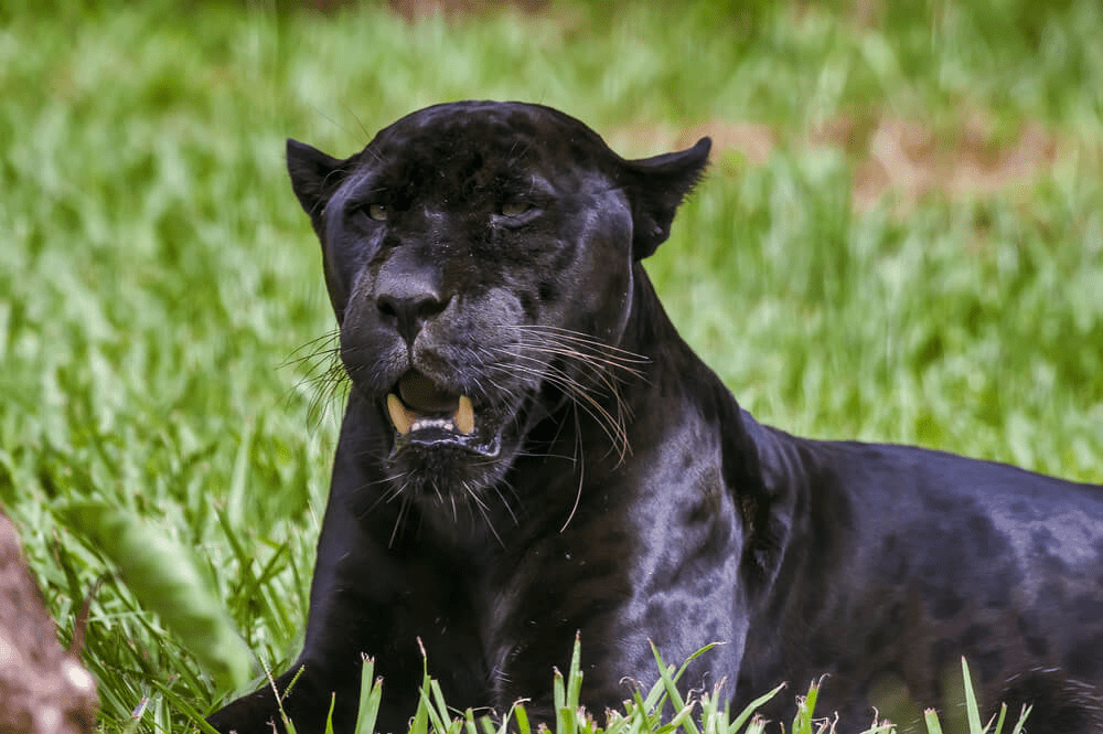 How Many Black Panthers Are Left In The World?