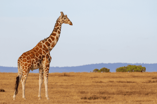 Why Are Giraffes Endangered