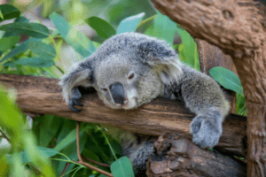 Why Do Koalas Sleep So Much