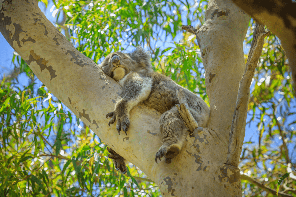 Do Koalas Live In The Rainforest