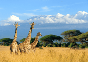 where do giraffes live