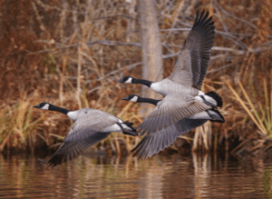 How Long Do Canadian Geese Live
