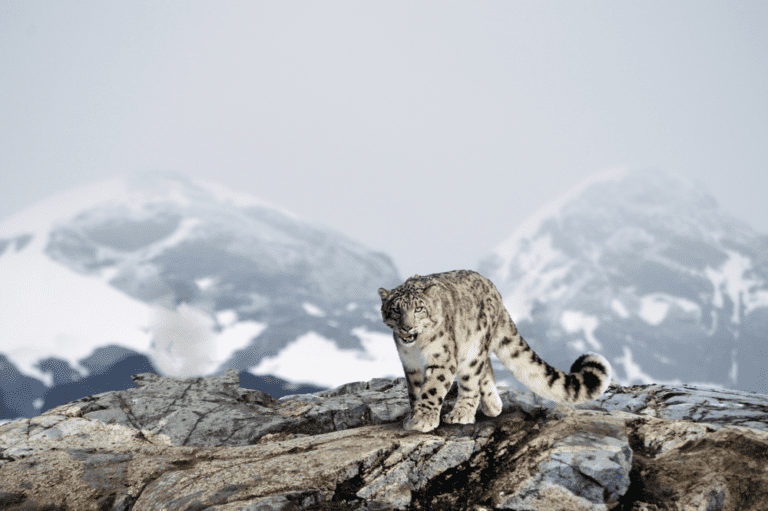 How Many Snow Leopards Are Left In The World