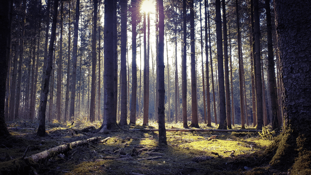 Reserved Forests