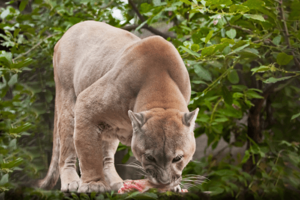 What do cougars eat
