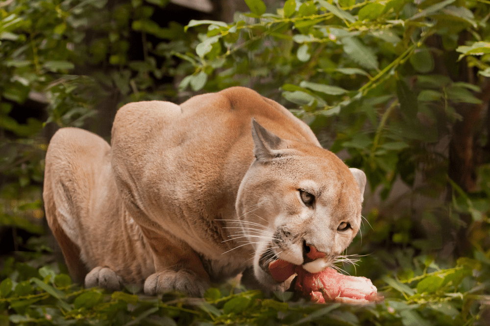 Puma Eat And How Do They Hunt