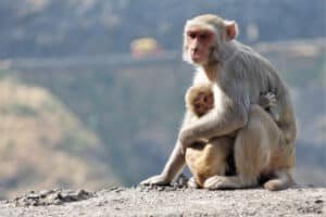 what animals eat monkeys