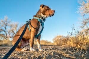 Best Dog Harnesses For An Easier Walk