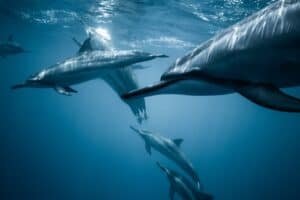 What Are The Most Common Dolphins Predators