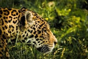 how fast can jaguars run