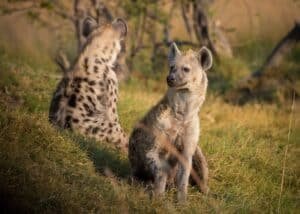 where do hyenas live