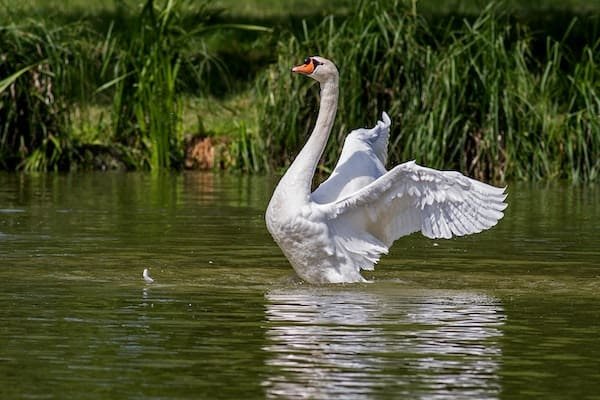 28 Animals That Live In A Lake