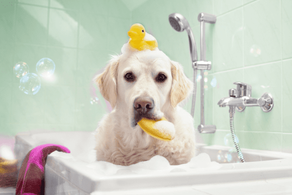 can dog shampoo be used on humans