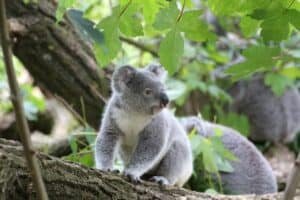 What Do Koalas Need To Survive