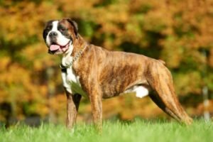Things You Need To Know Before Getting A Boxer