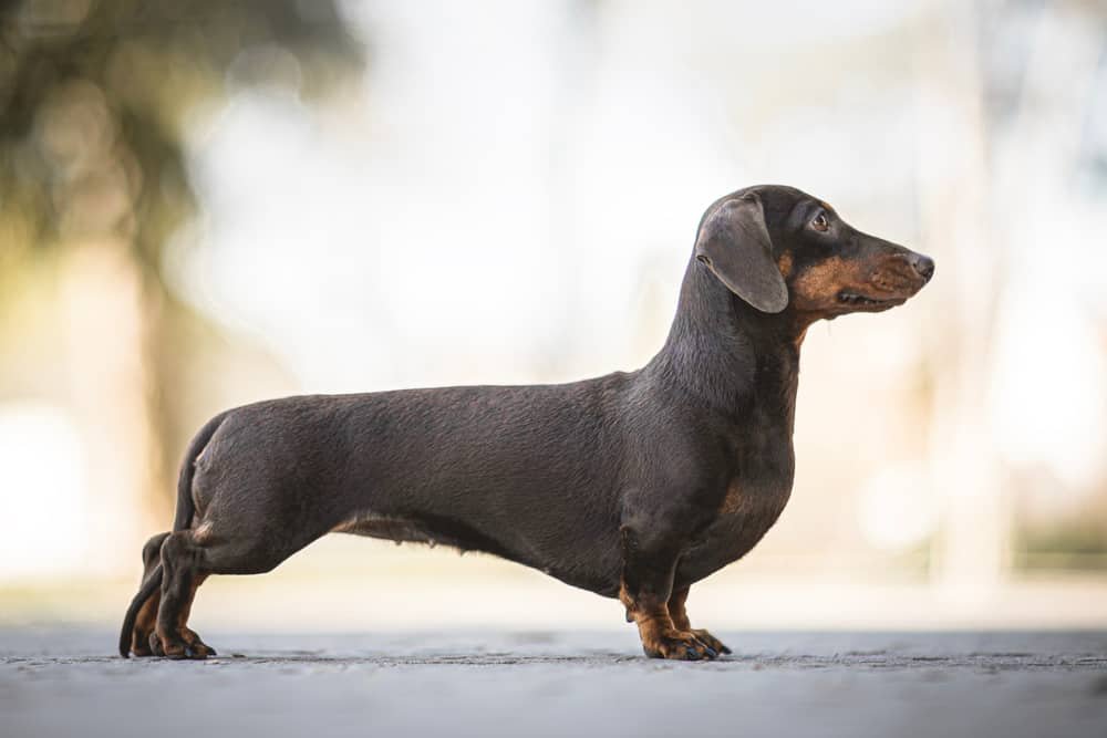 What Things To Know Before Buying Dachshund