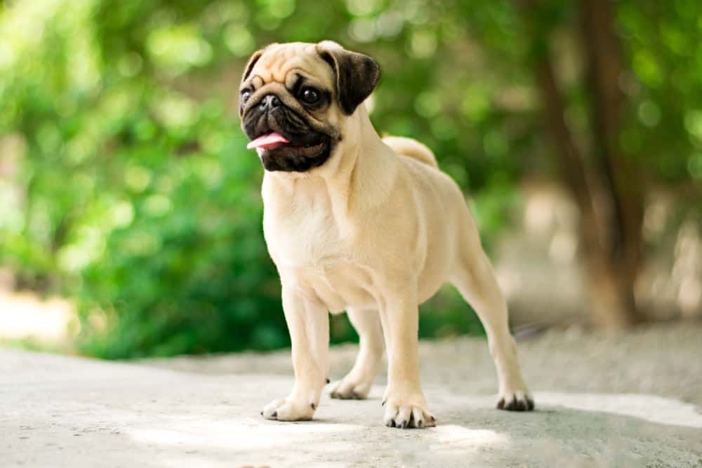 Most Popular Dog Breeds In India