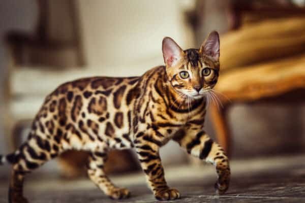 Why Are Bengal Cats Illegal