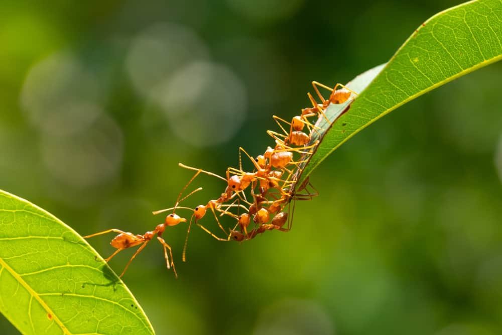 Do ants have brains?