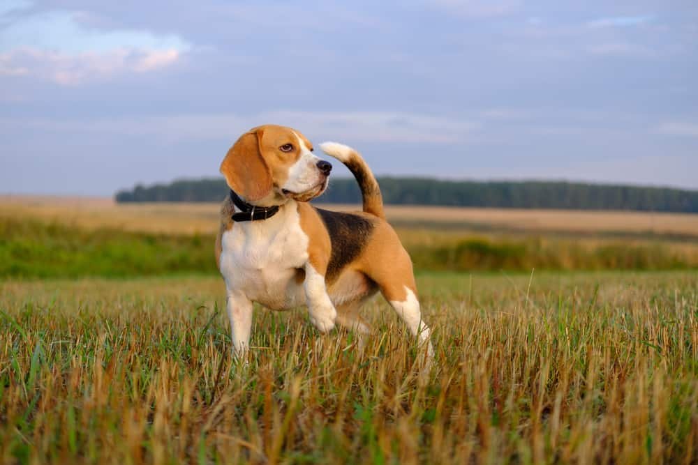 Things to Know Before Adopting a Beagle