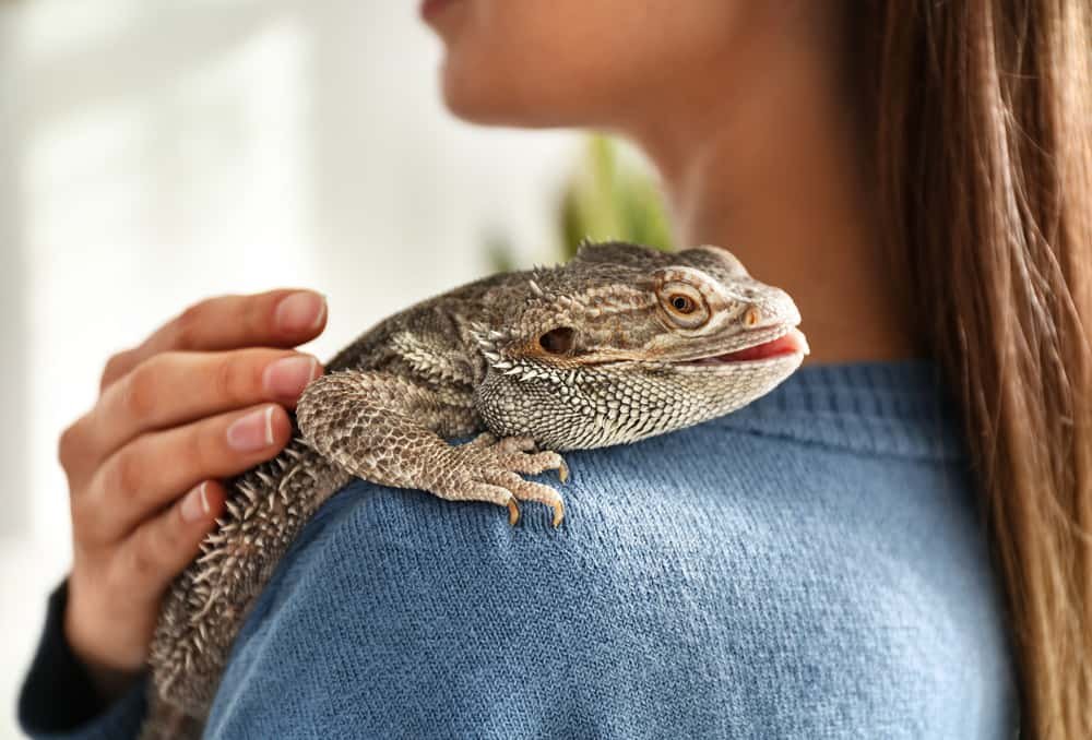 How To Get A Bearded Dragon To Like You