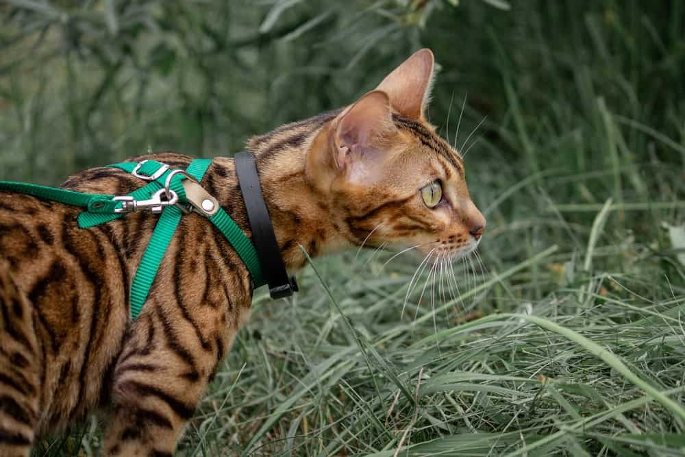 Why Are Bengal Cats Illegal