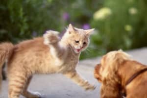 Why Do Cats Hate Dogs? All you Need To Know