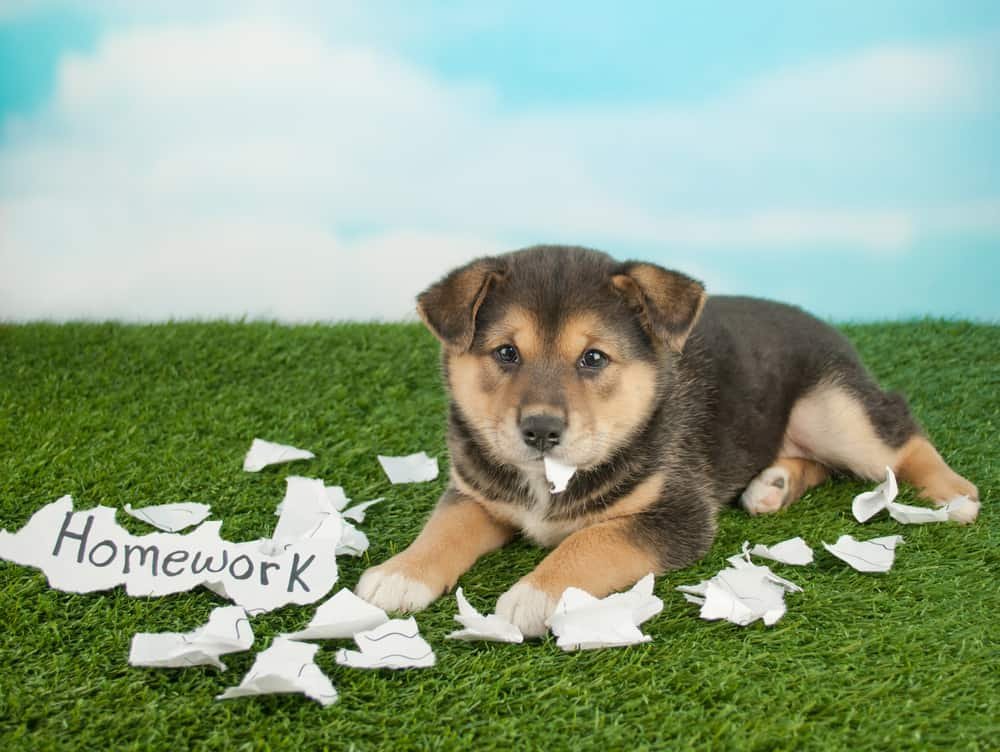 dog eating paper litter