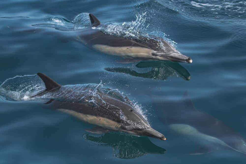 How Long Can Dolphins Survive On Land