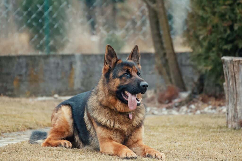Most Popular Dog Breeds In India
