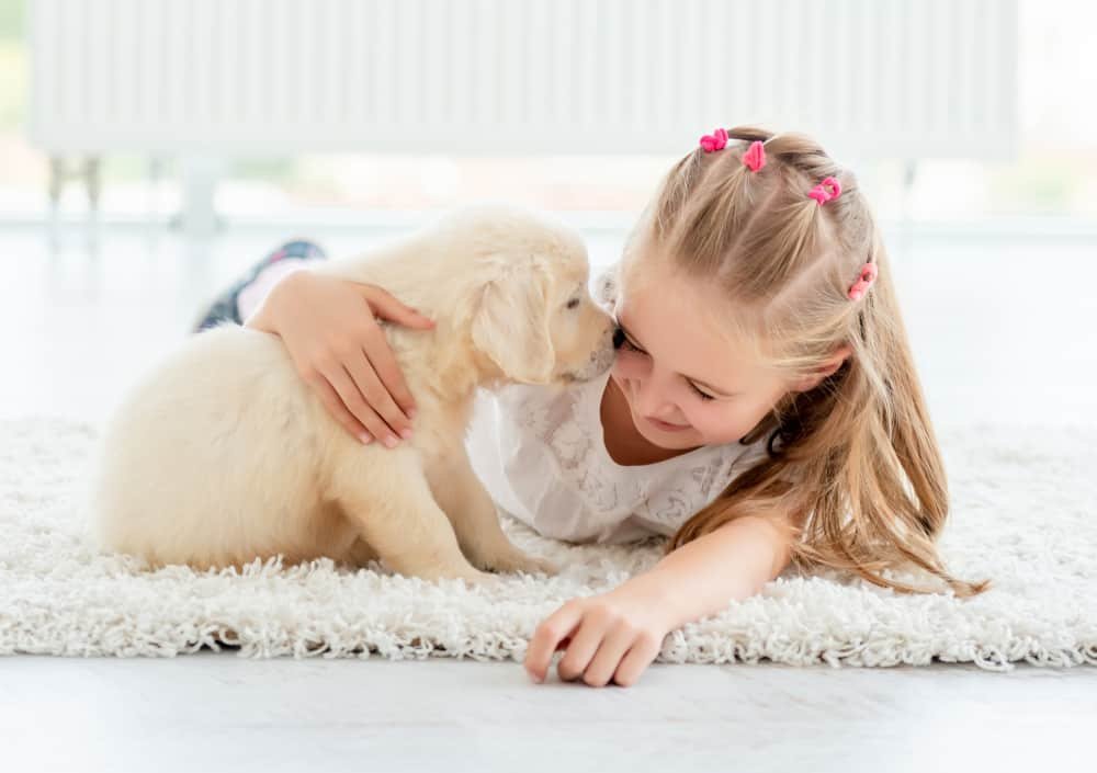 Things to Know Before Getting a Golden Retriever 