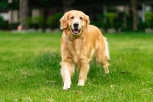 What Things to Know Before Getting a Golden Retriever
