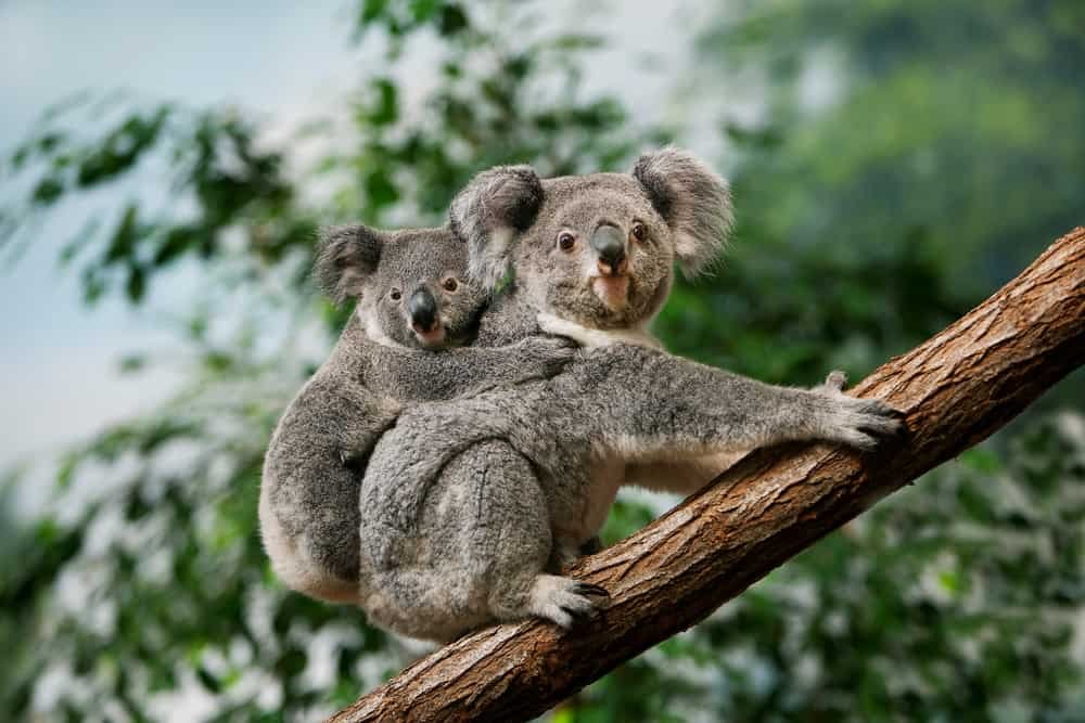 Do Koalas Live In The Rainforest?