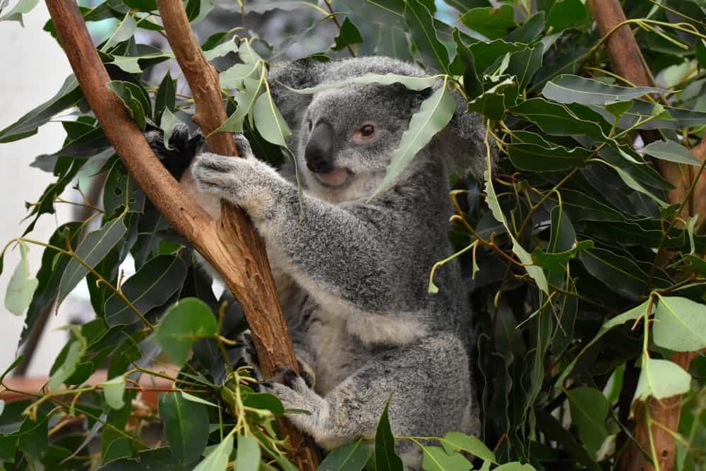 Do Koalas Live In The Rainforest