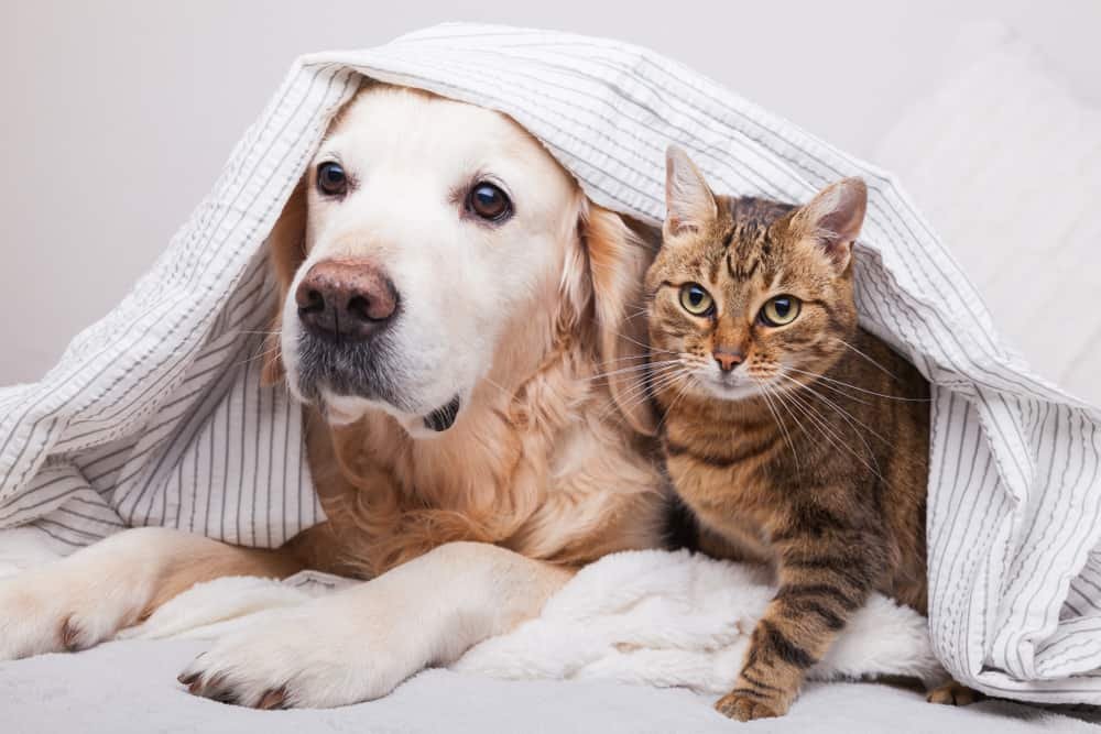 Why Do Cats Hate Dogs