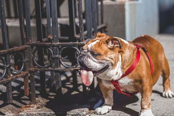 Best Guard Dogs For Apartments