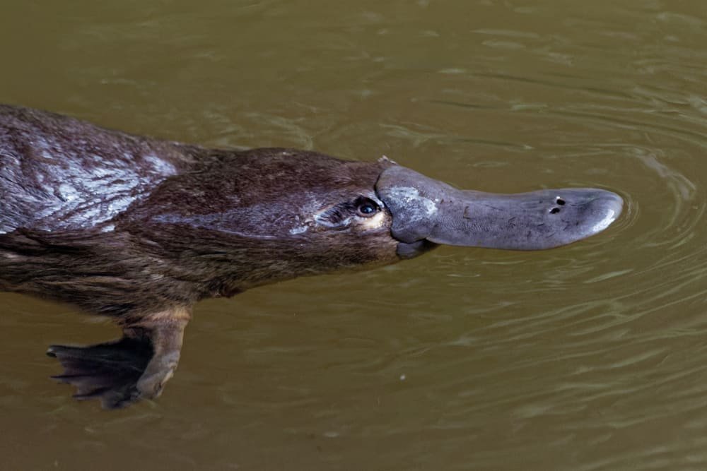 What Are The Predators Of The Platypus