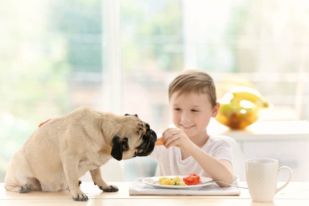 What can Pugs Eat