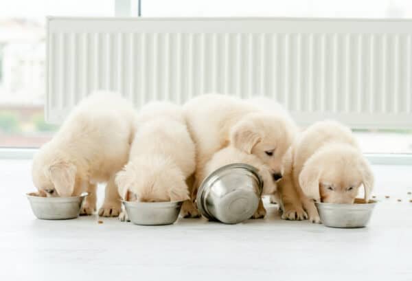 When Do Puppies Eat Solid Food